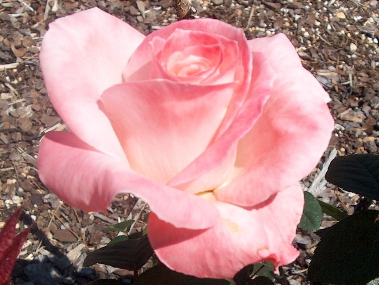 Online Plant Guide Rosa 'Barbara Bush' / Barbara Bush Rose